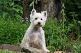 WESTIE 465
